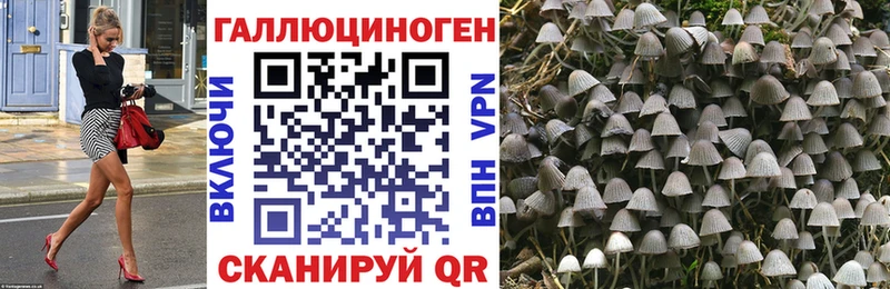 Галлюциногенные грибы Psilocybine cubensis  Звенигово 